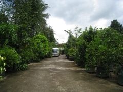 Kebun Buah Langka Sedayu | WidyaLoka Wisata | WidyaLoka Wisata Kebun Buah Langka Sedayu