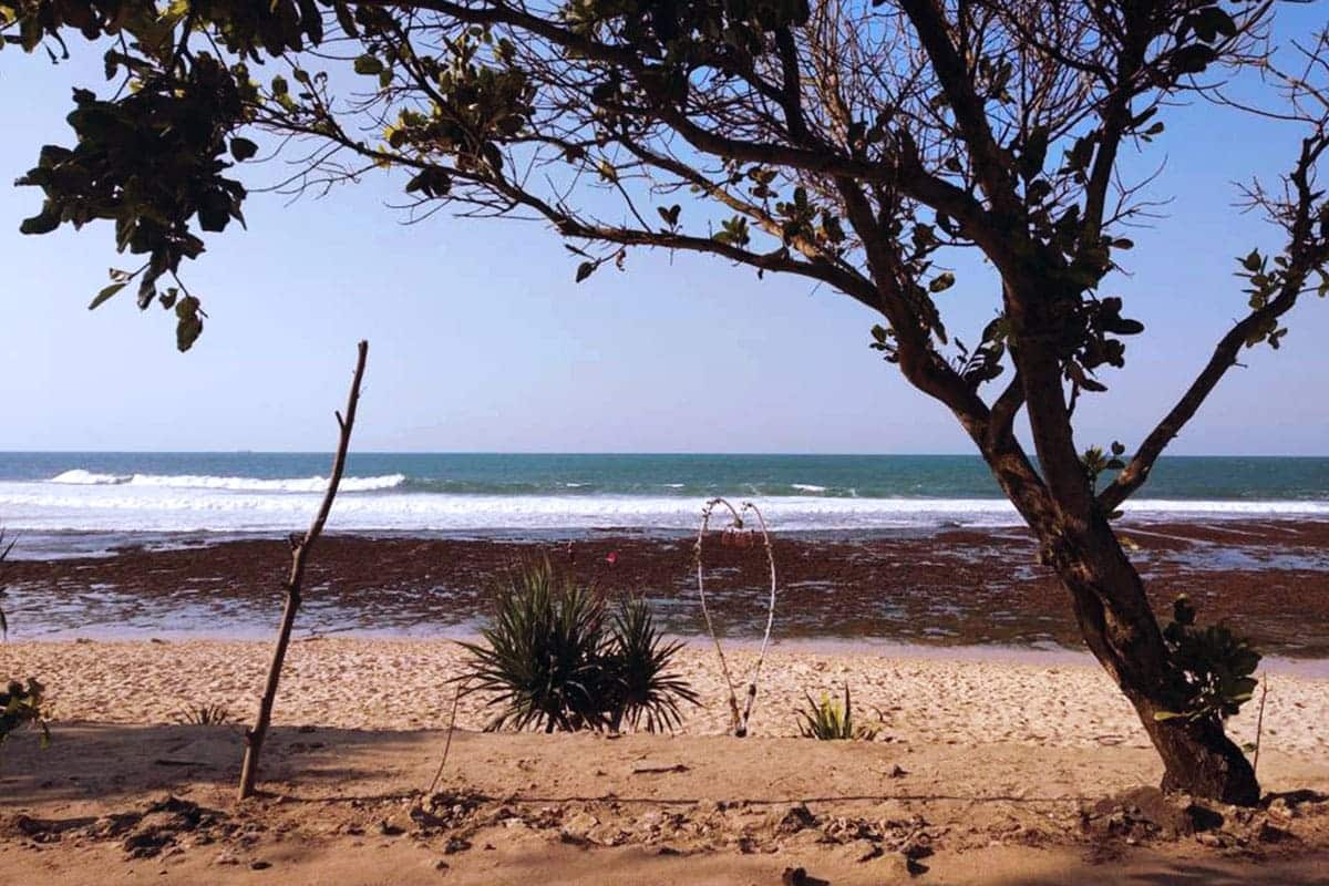 Pantai Watu Kodok Pantai Unik Di Gunung Kidul Widyaloka Wisata