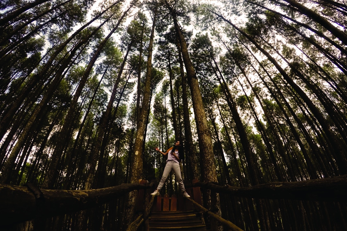 Hutan-Pinus-Mangunan