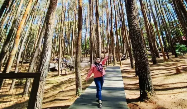 Hutan Pinus Mangunan Jogja