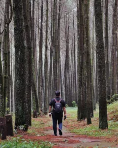 Hutan Pinus Kayon