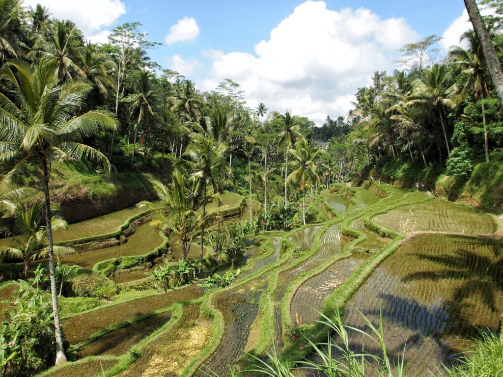 Liburan sehari di Ubud Bali